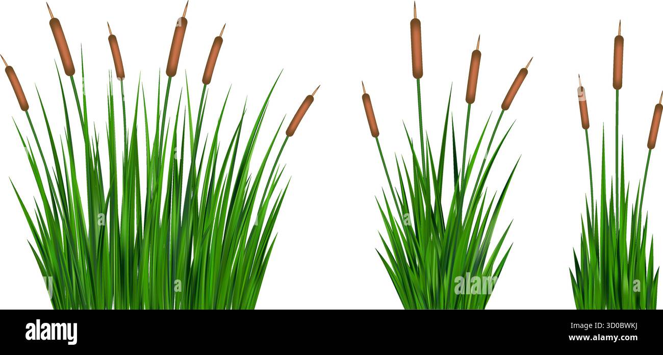 Illustrazioni vettoriali di canne in erba isolate su sfondo bianco. Alta sporgenza sulla palude e sul lago. Arbusti verdi sulle rive del fiume. Natura costiera estiva con Illustrazione Vettoriale