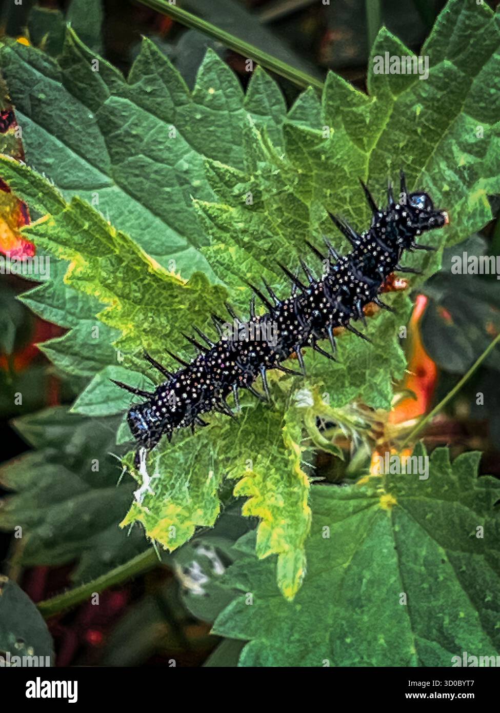 Scene di prima mattina tra boschi e prati britannici, tra cui insetti, flora e fauna Foto Stock