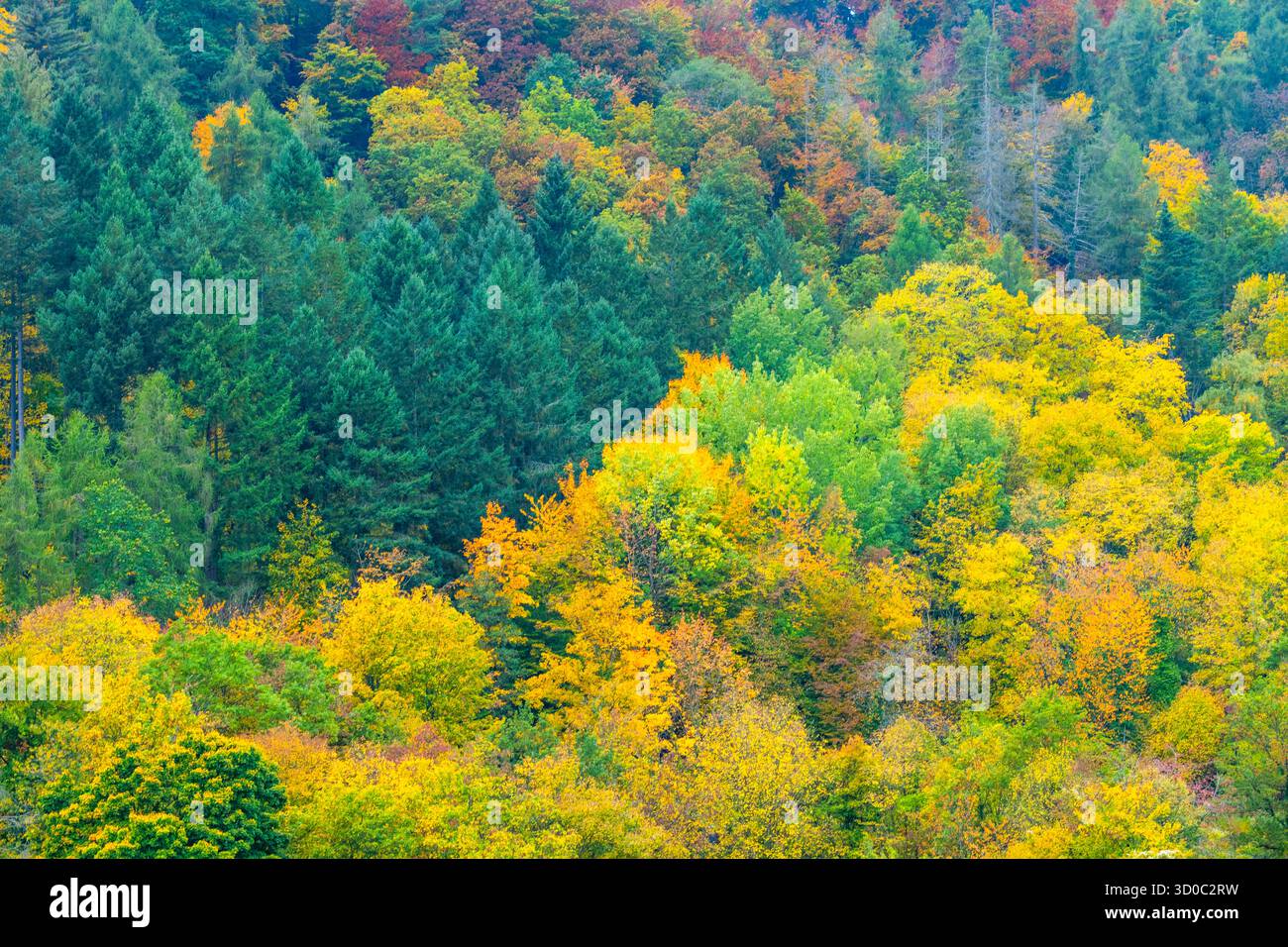 Buntes Weinlaub, Blätter der Rebstöcke im Herbst, nach der Weinlese, Ernte, Wald Bäume in Herbstfarben, im einem Weinberg bei Mayschoß, Mittelahr Regi Foto Stock