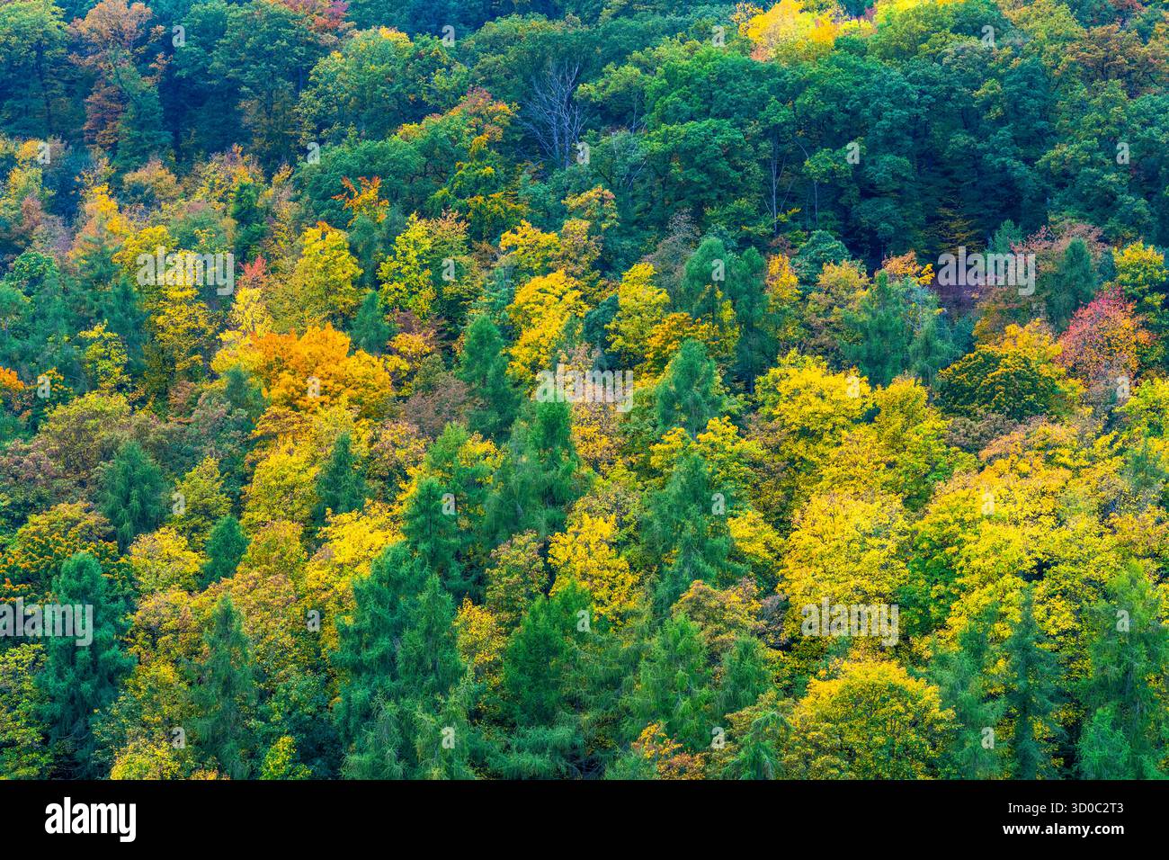 Buntes Weinlaub, Blätter der Rebstöcke im Herbst, nach der Weinlese, Ernte, Wald Bäume in Herbstfarben, im einem Weinberg bei Mayschoß, Mittelahr Regi Foto Stock