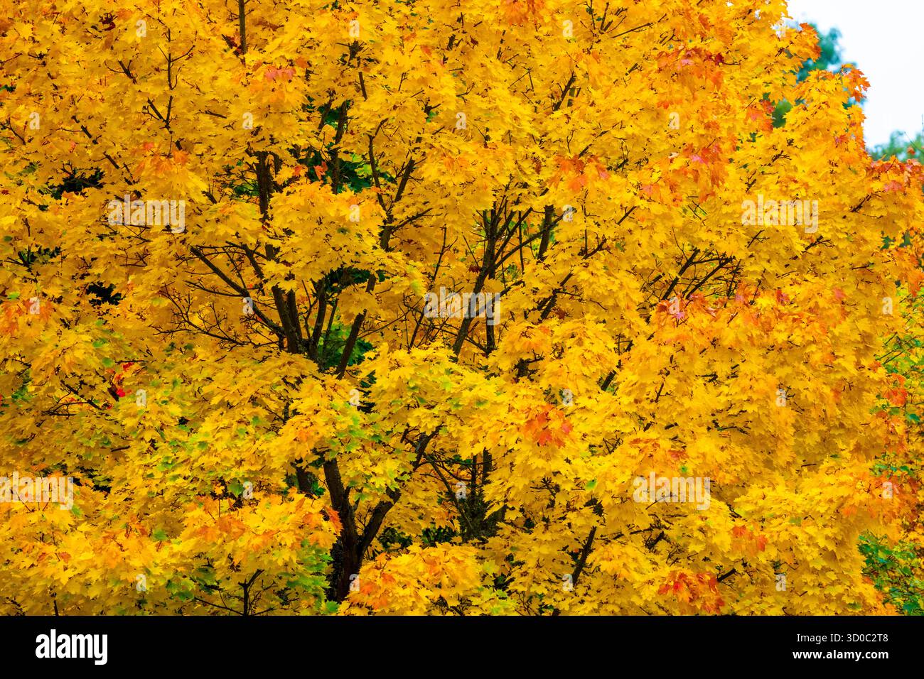 Buntes Weinlaub, Blätter der Rebstöcke im Herbst, nach der Weinlese, Ernte, Wald Bäume in Herbstfarben, im einem Weinberg bei Mayschoß, Mittelahr Regi Foto Stock