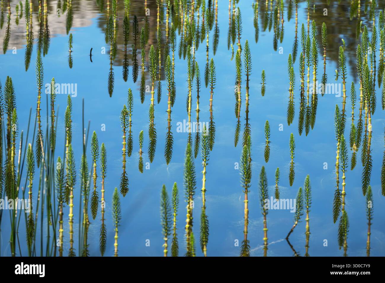 Riflettente la zona dell'ippodromo d'acqua, nota anche come Mares Tail, nelle montagne della Sierra Nevada orientale, vicino a Mammoth Lakes, California. Foto Stock