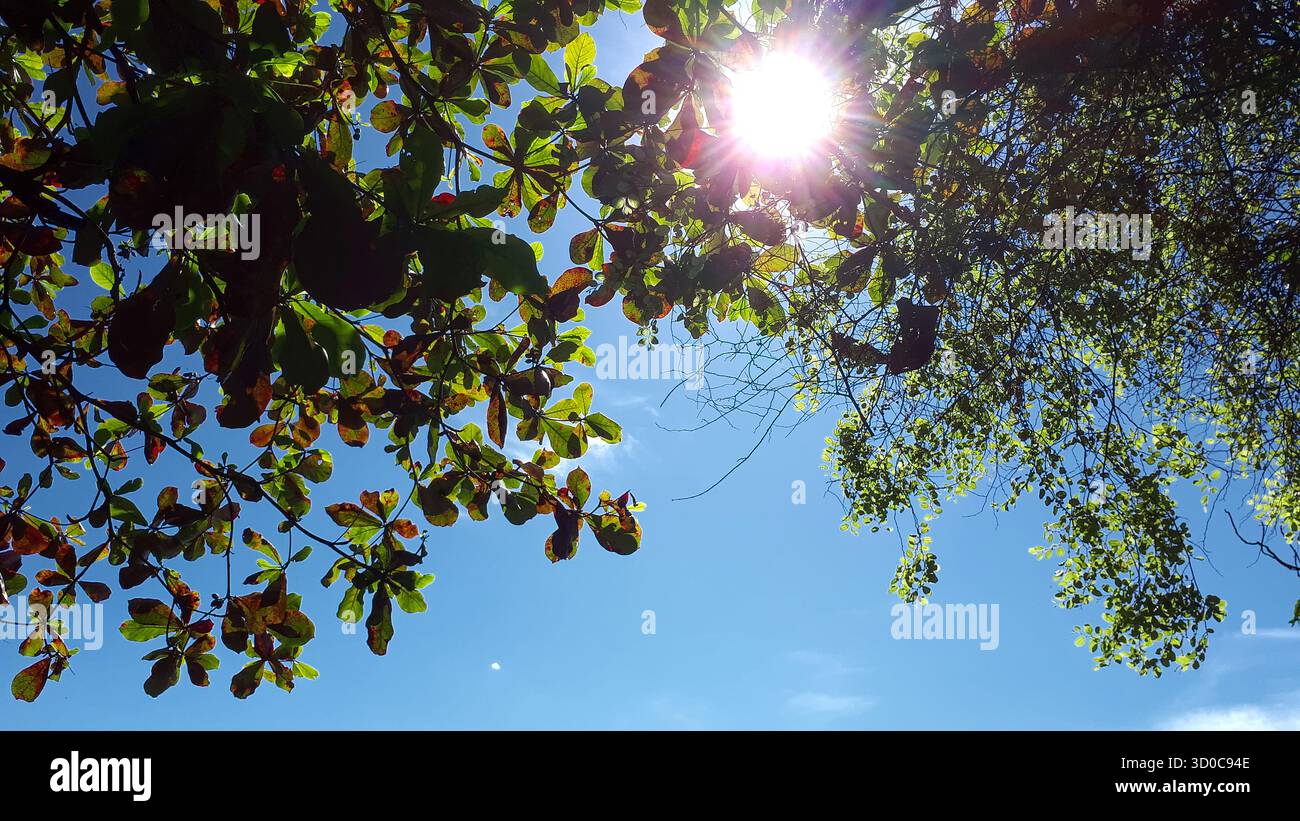 Vista verso l'alto attraverso le tettoie degli alberi con luce solare che scorre tra le foglie, creando raggi di sole radiosi e un'atmosfera tranquilla della foresta. Foto Stock