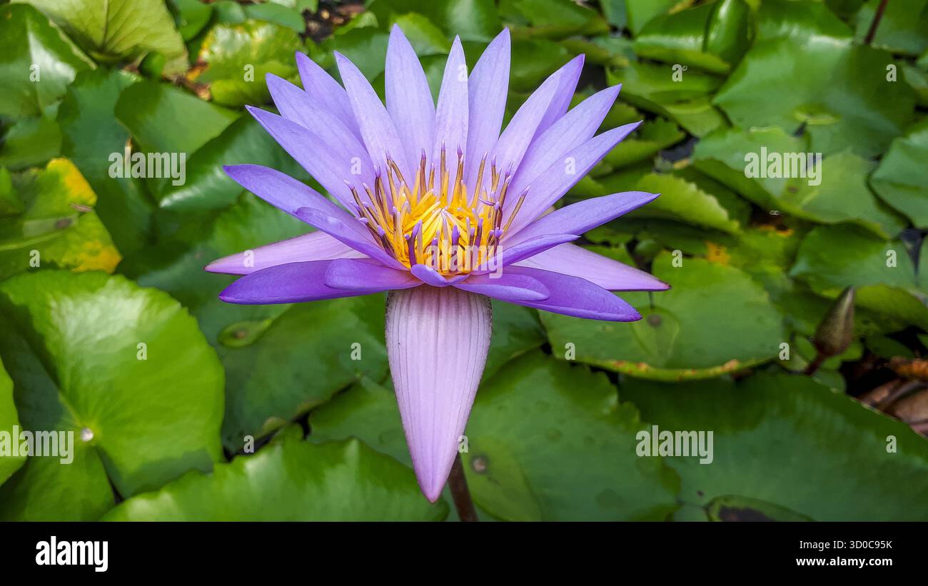 Primo piano di un giglio d'acqua blu in fiore (Nymphaea capensis) con petali delicati e colori vivaci, che mettono in risalto la bellezza naturale di questa a tropicale Foto Stock
