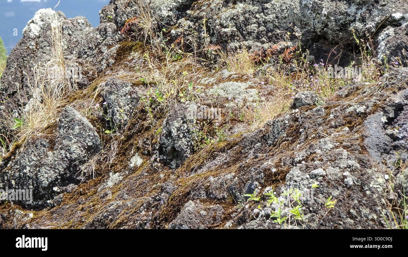 Dettagli ravvicinati della roccia lavica ricoperta di licheni, muschio e erbe, evidenziando la superficie ruvida e la crescita naturale sul terreno vulcanico. Foto Stock