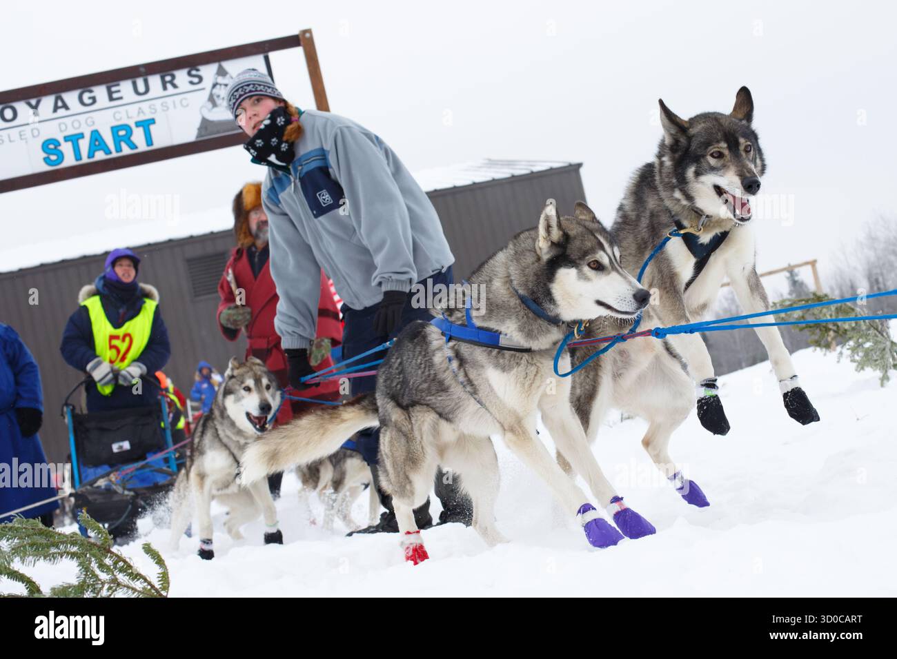 Una squadra di cani da slitta si prepara a iniziare una gara nel Minnesota settentrionale. Foto Stock