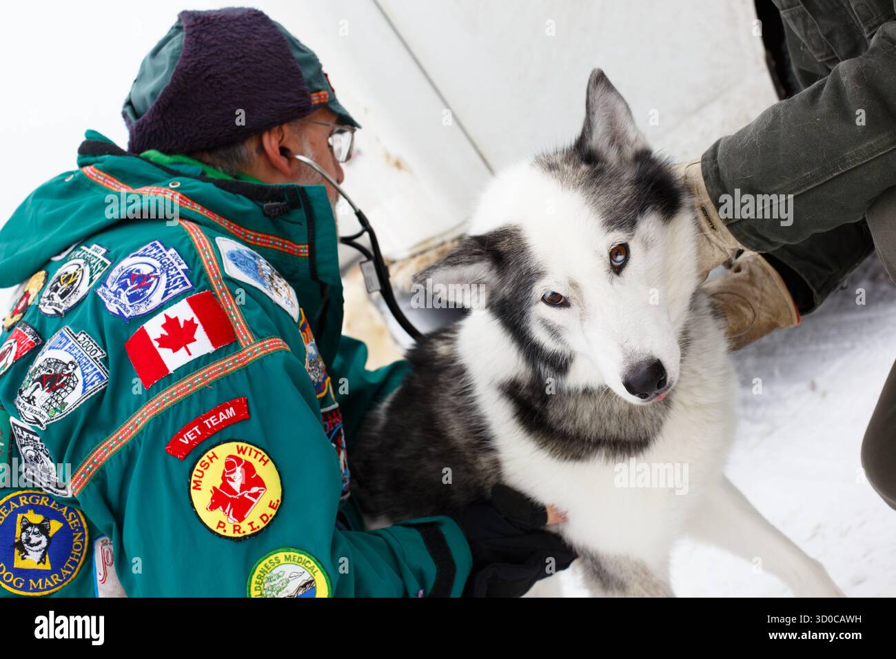 Un cane da slitta riceve un controllo veterinario prima dell'inizio di una corsa di cani da slitta nel Minnesota settentrionale. Solo per uso editoriale. Foto Stock
