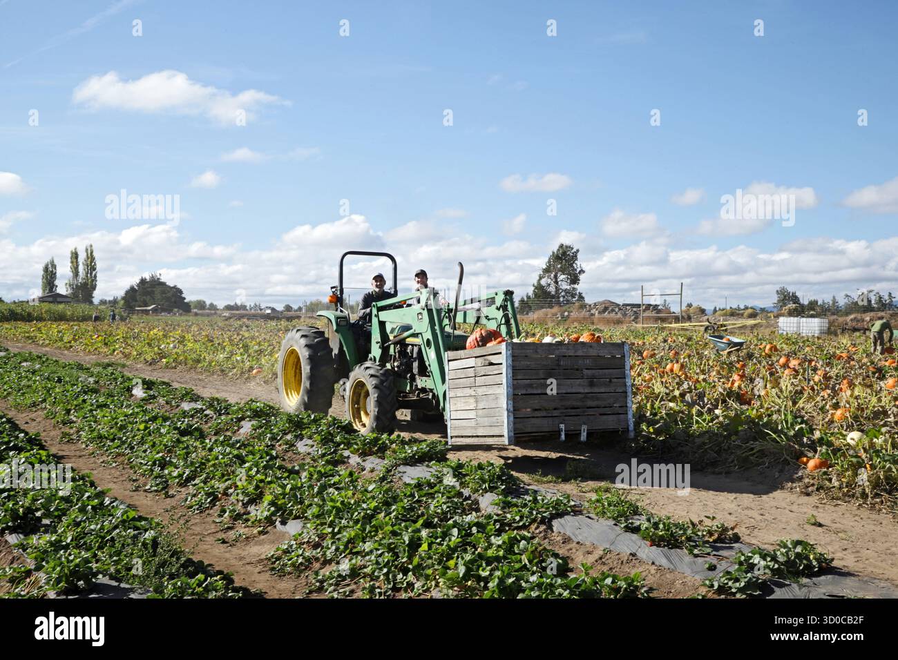 Lavoratori delle fattorie ispaniche provenienti dal Messico che lavorano in un allevamento di zucche nell'Oregon centrale vicino alla città di Bend, Oregon Foto Stock