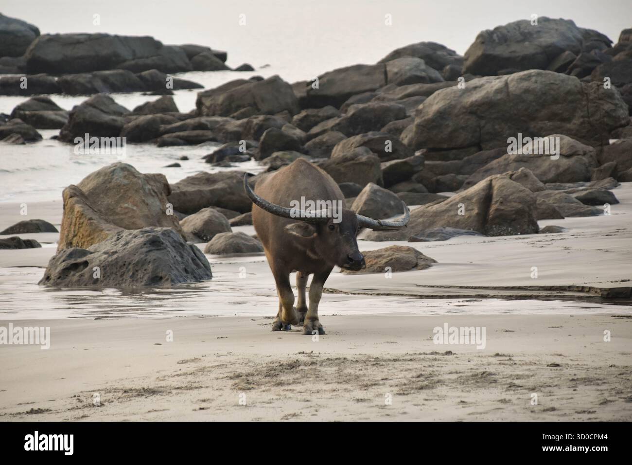 Un bufallo d'acqua vaga attraverso le rocce su una spiaggia sull'isola di Lantau a Hong Kong. Foto Stock