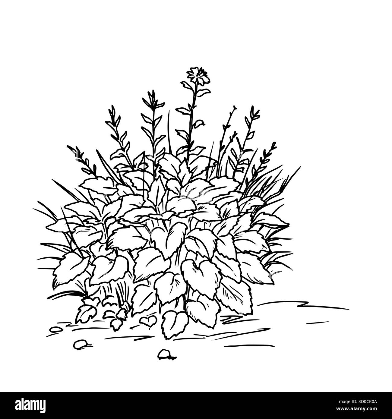 Lussureggiante cespuglio con fogliame, schizzo. Illustrazione vettoriale. Boschetti di erba e fiori selvatici nel villaggio, isolati su sfondo bianco. Per cartoline Illustrazione Vettoriale Lussureggiante cespuglio con fogliame, schizzo. Illustrazione vettoriale. Boschetti di erba e fiori selvatici nel villaggio, isolati su sfondo bianco. Per cartoline Illustrazione Vettoriale
