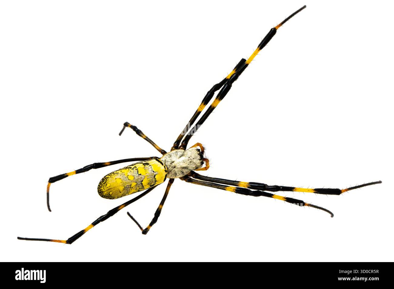 Large Joro spider (Trichonephila clavata), una specie invasiva che prolifera nel sud-est degli Stati Uniti. Foto Stock