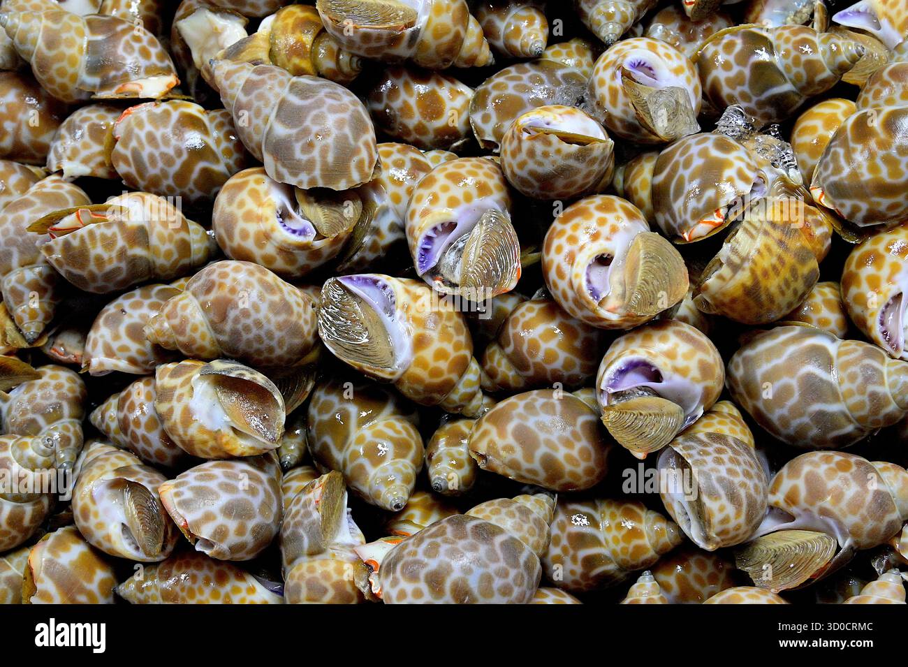 Live Maculated Ivory Sea Whelk, Babylonia areolata, una lumaca di mare commestibile che è una prelibatezza di pesce gourmet in Thailandia e ampiamente coltivata in Asia Foto Stock