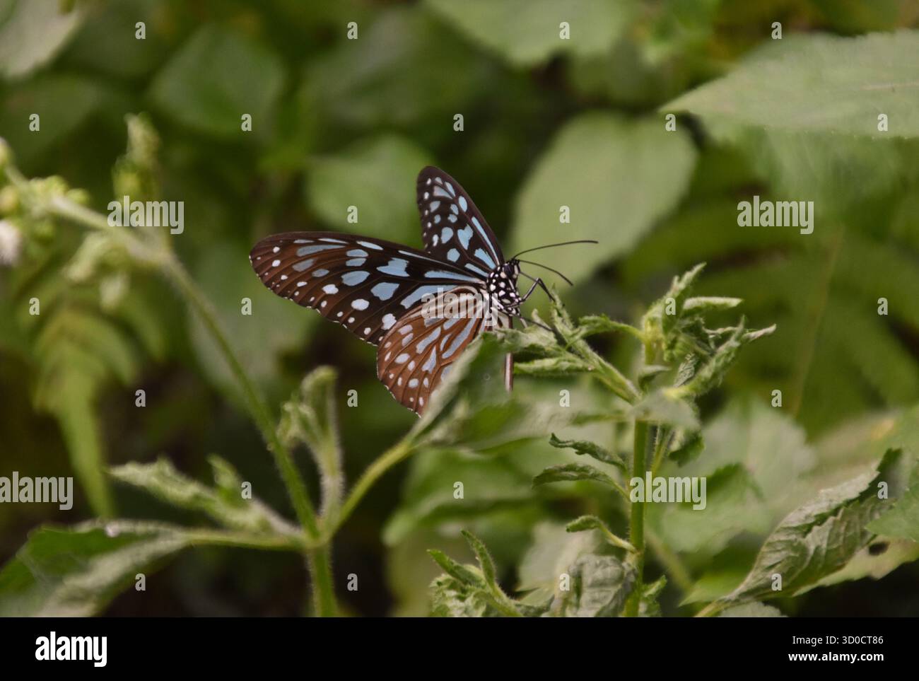 Primo piano di una farfalla tigre blu sull'isola di Lantau Foto Stock