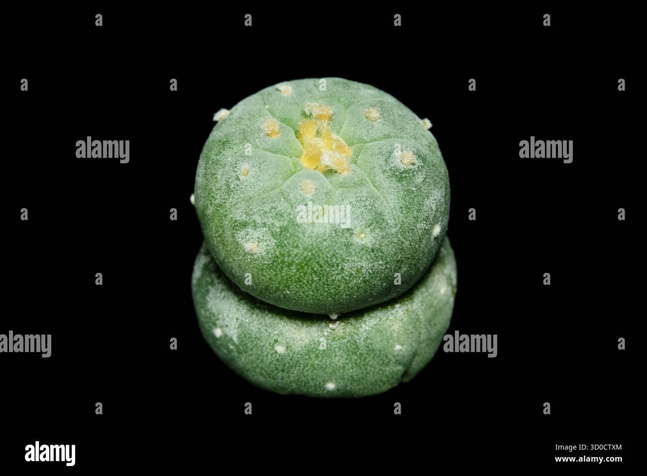 Vista dall'alto di Lophophora williamsii var. Fricii Tanenaga Una forma unica di Ooibo. Isolato su sfondo nero. foto immagine Foto Stock