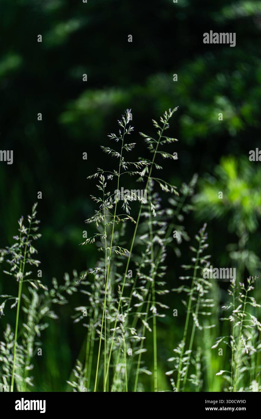 Prateria con erba verde brillante Foto Stock