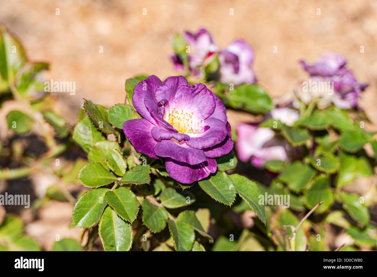 Cespuglio di rose in fiore nel giardino Foto Stock