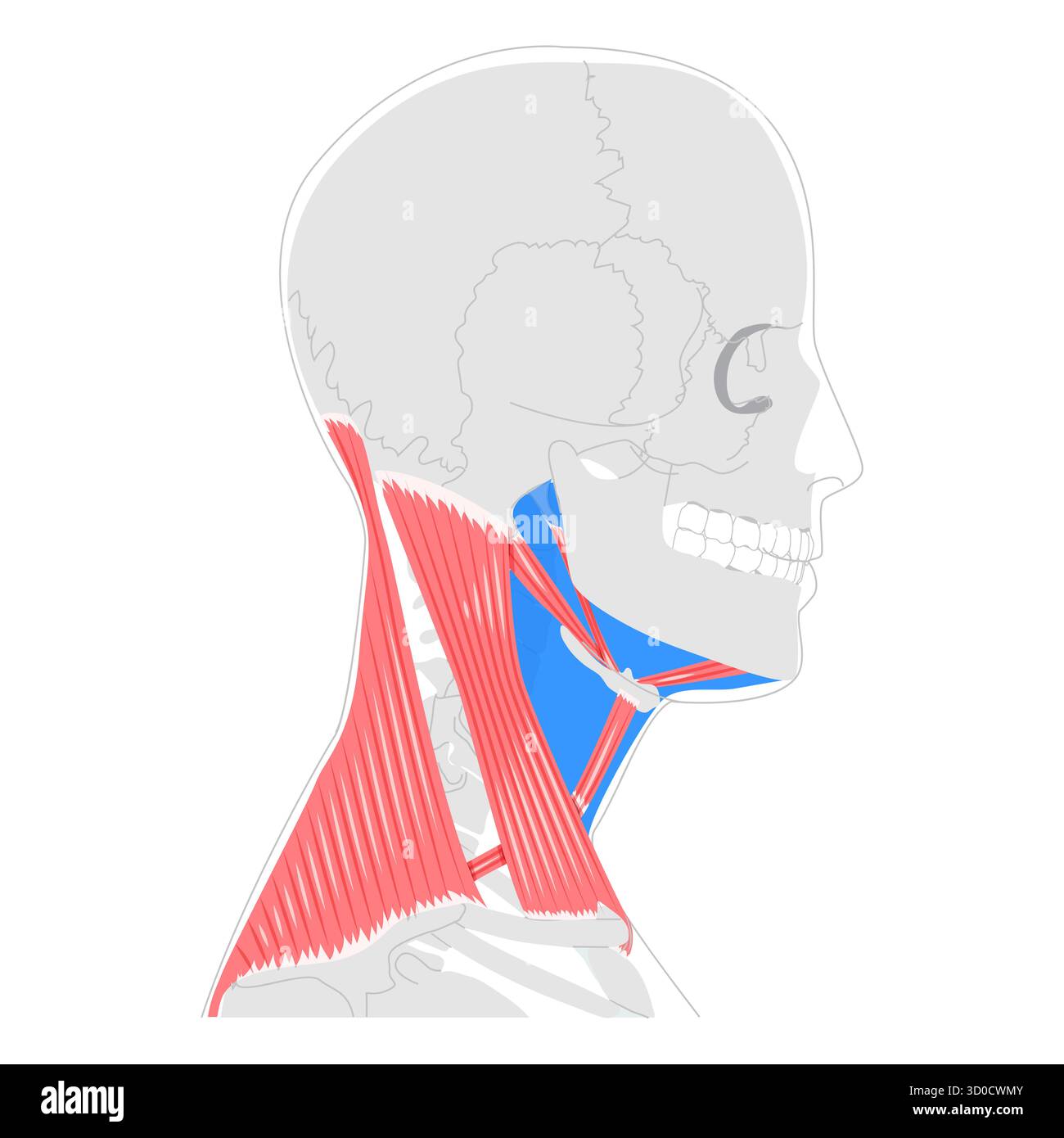 Grafico del triangolo anteriore del collo, confini e divisioni dettagliati, submandibolare, submentale, carotide, triangoli muscolari, illustrazione anatomica, educazione scientifica, anatomia clinica Illustrazione Vettoriale