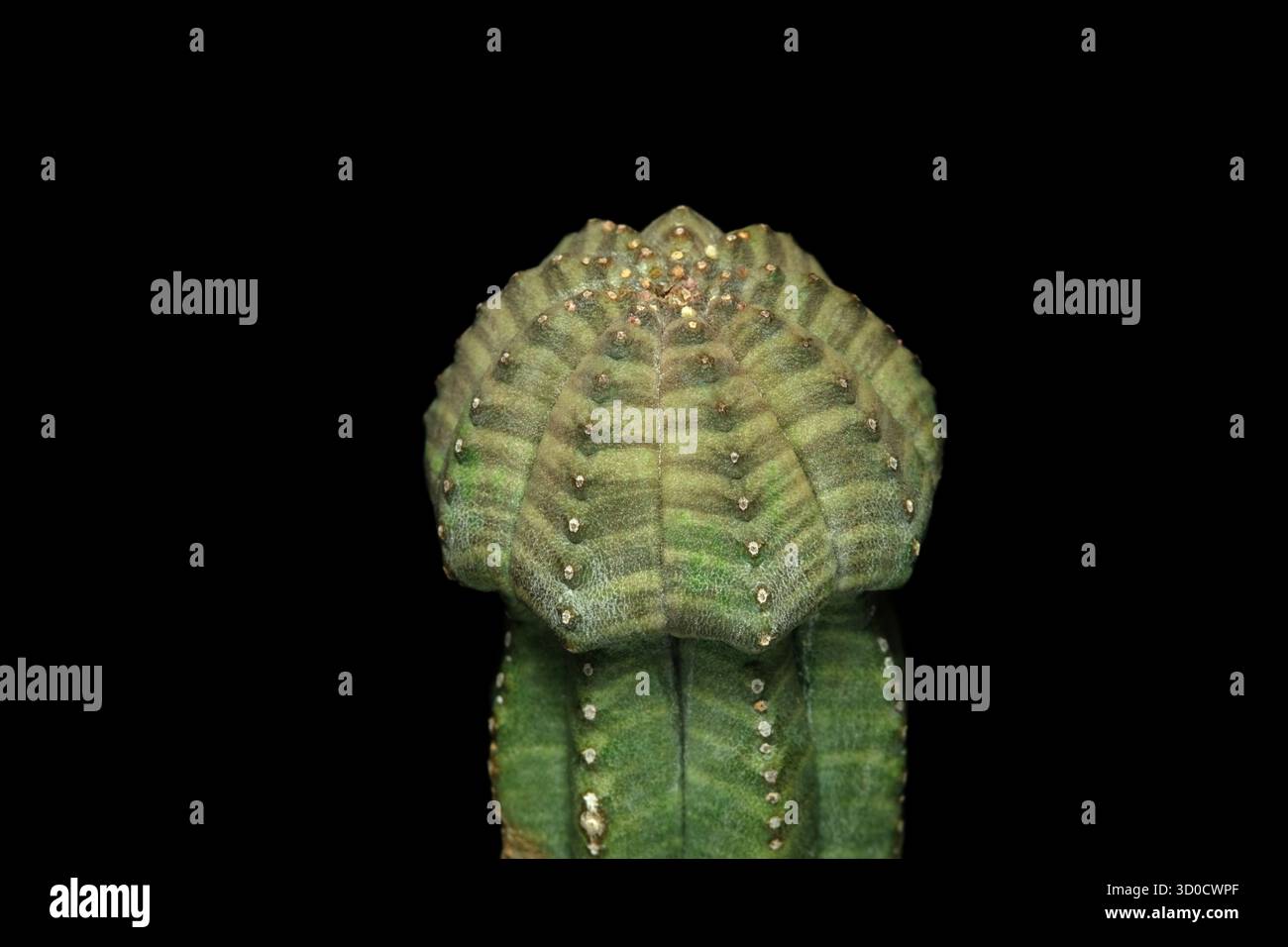 Forma unica della pianta del cactus mutante di Euphorbia Obesa. Isolato su sfondo nero. foto immagine Foto Stock