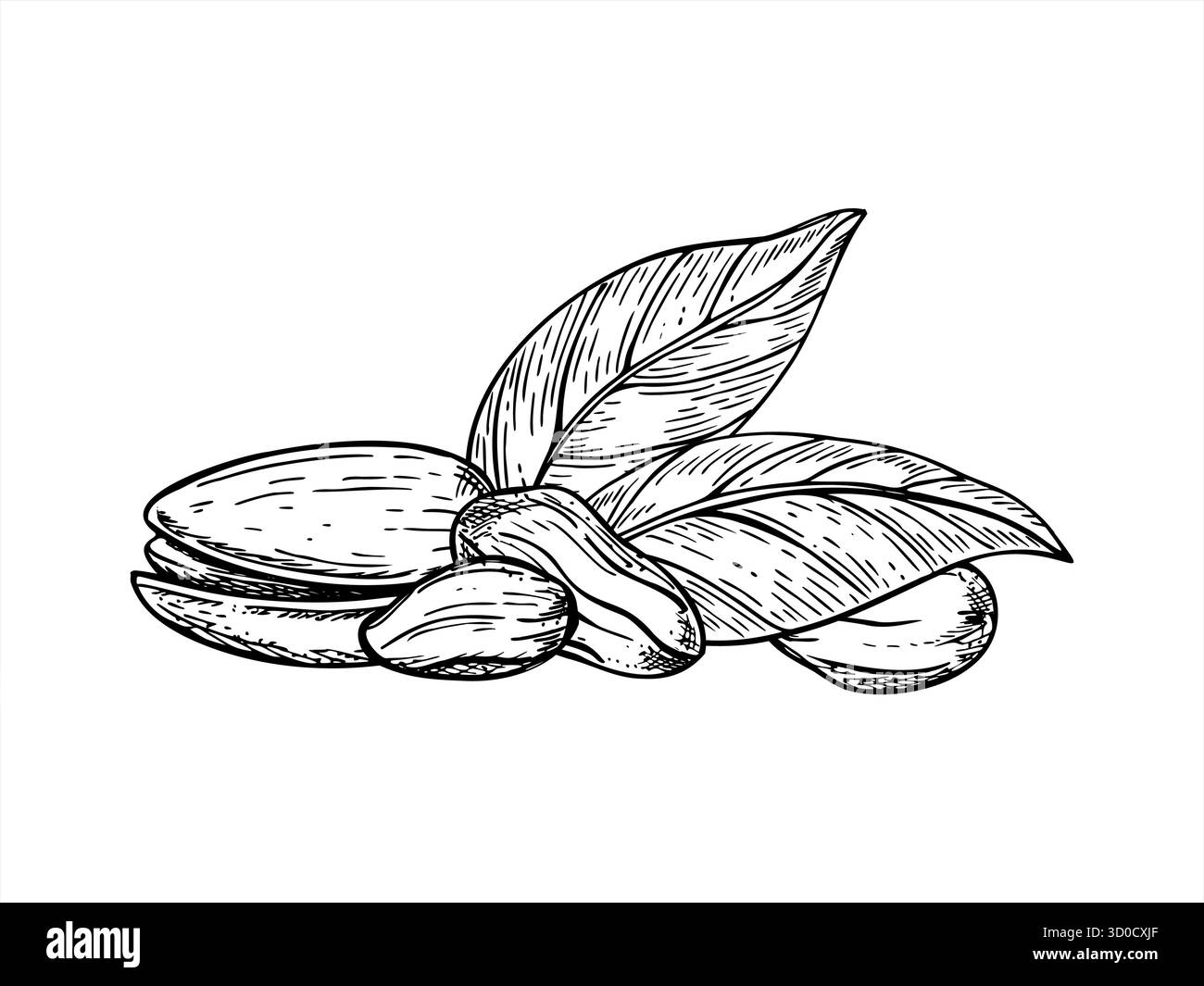 Illustrazione con inchiostro a linee vettoriali monocromatico a foglie. Sana frutta secca in guscio e semi pelati schizzo grafico realistico. Illustrazione Vettoriale