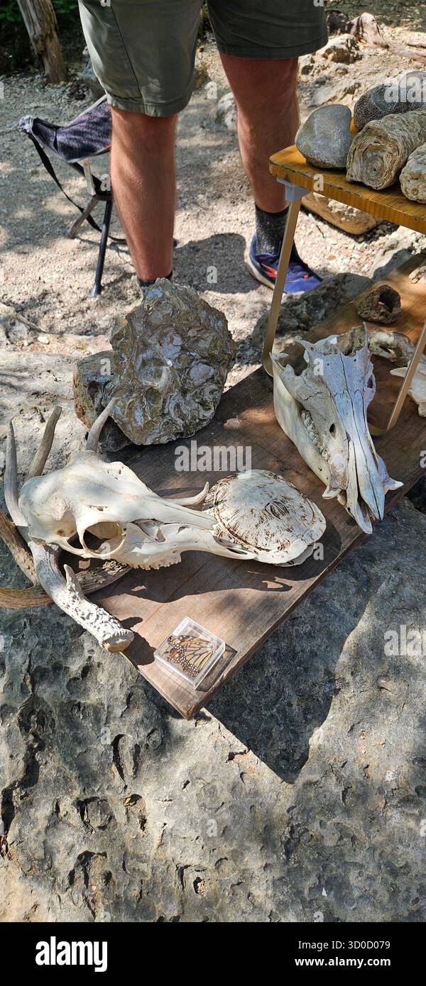 Presentazione della fauna selvatica e geologia di Ranger al Texas Hill Country Park Foto Stock