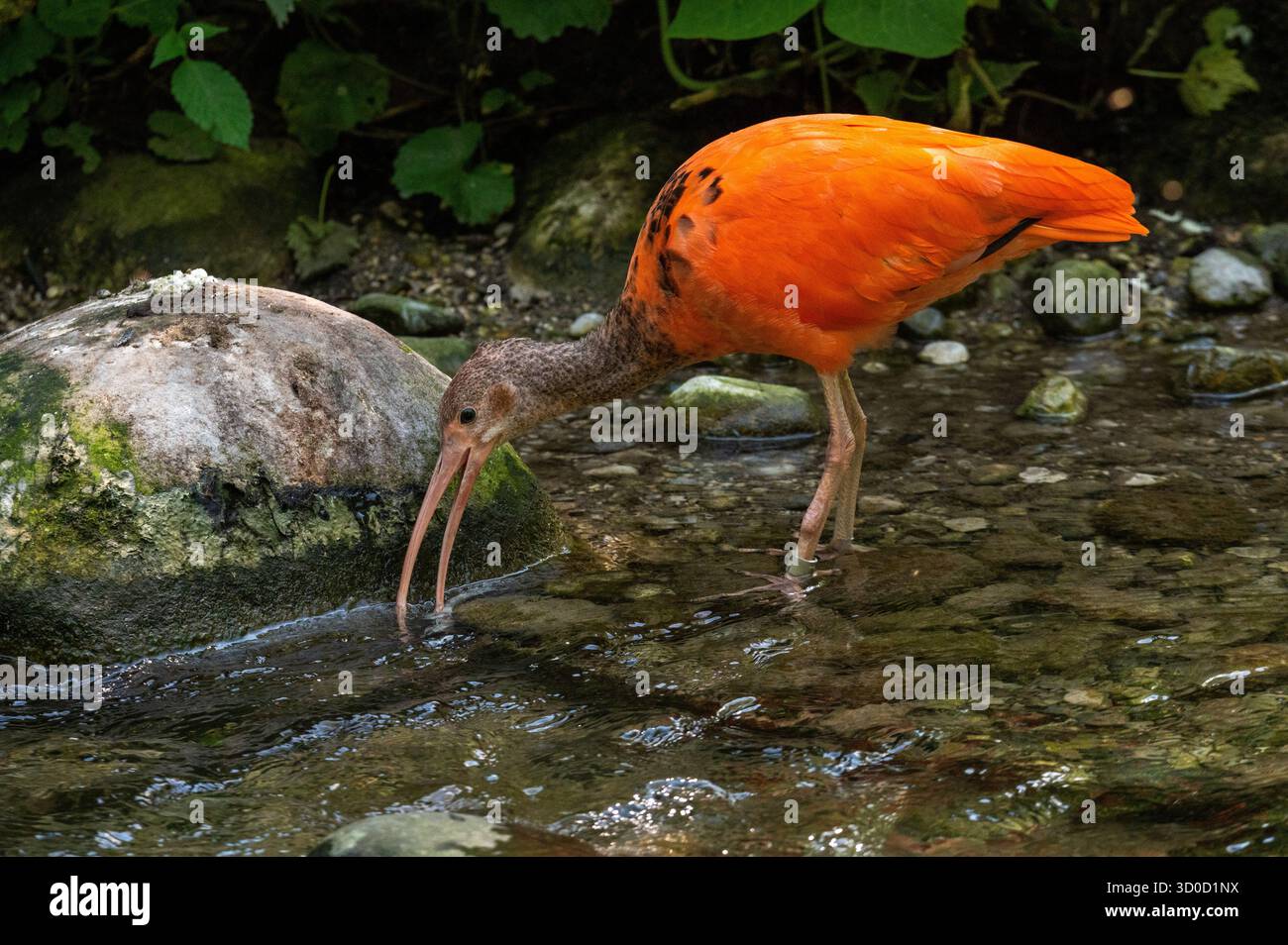 Scarlet Ibis (Eudocimus ruber) Foto Stock