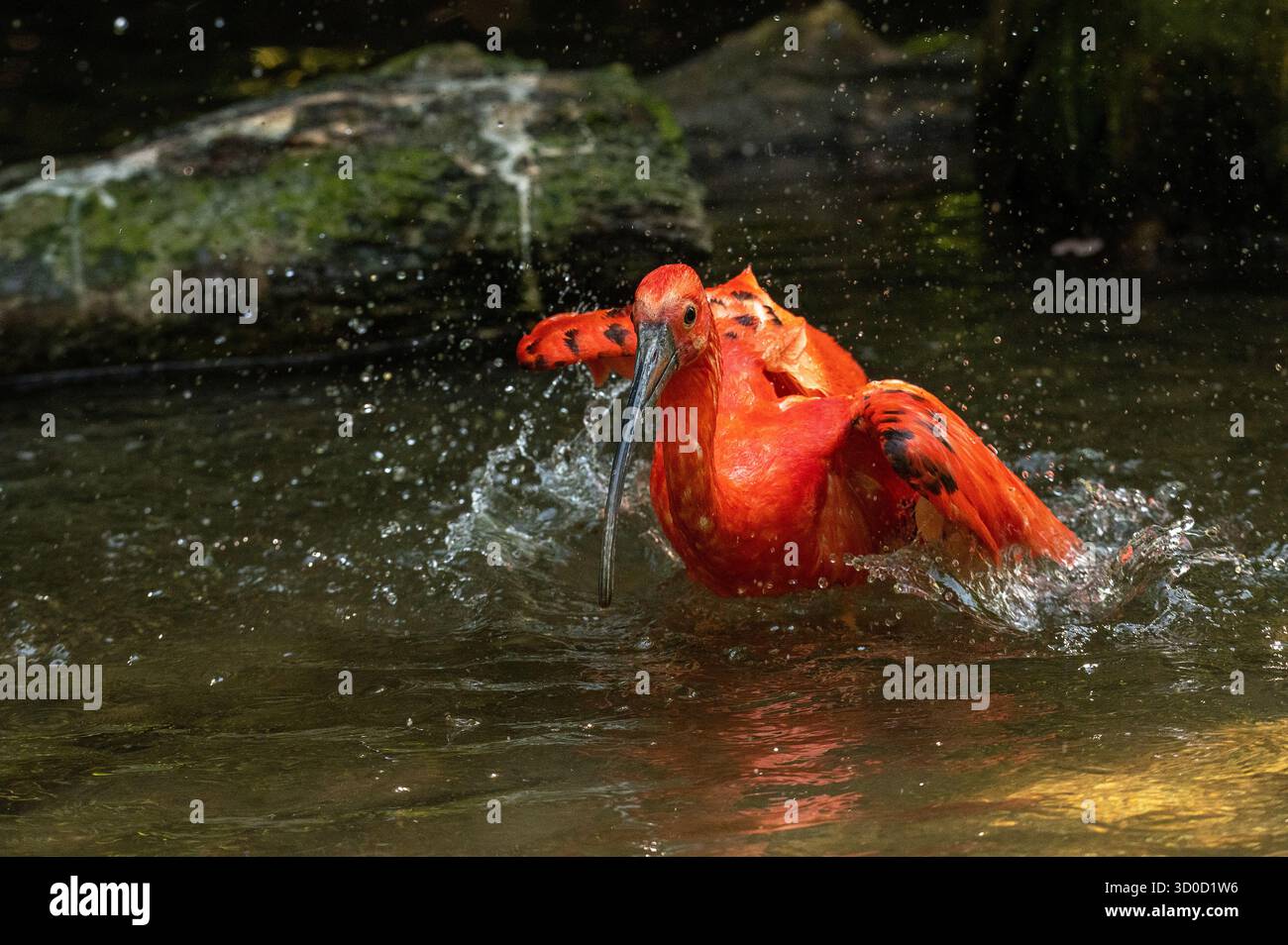 Scarlet Ibis (Eudocimus ruber) bagno in estate Foto Stock