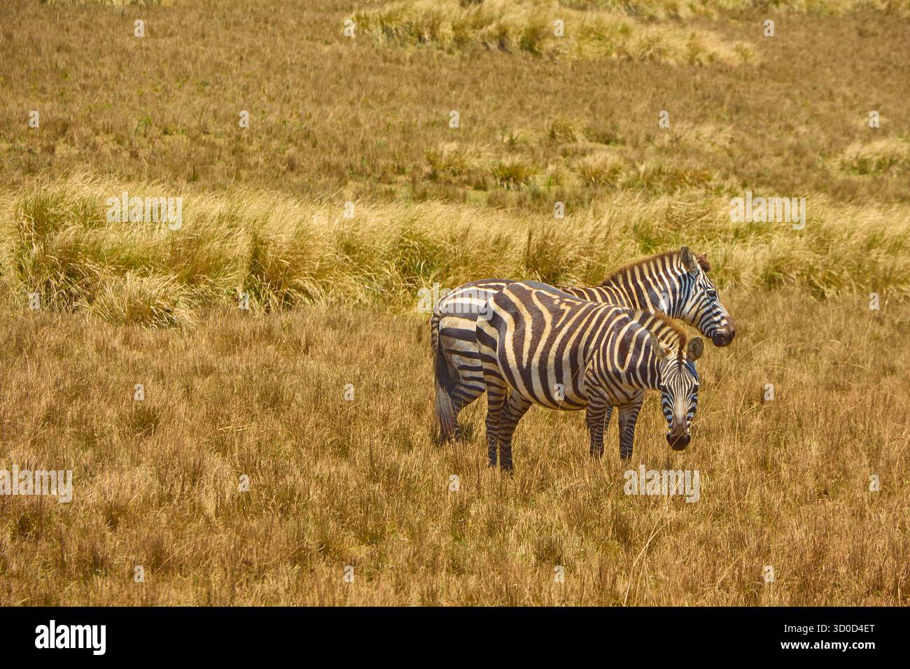 Zebra Pair nel Safari in Tanzania Foto Stock