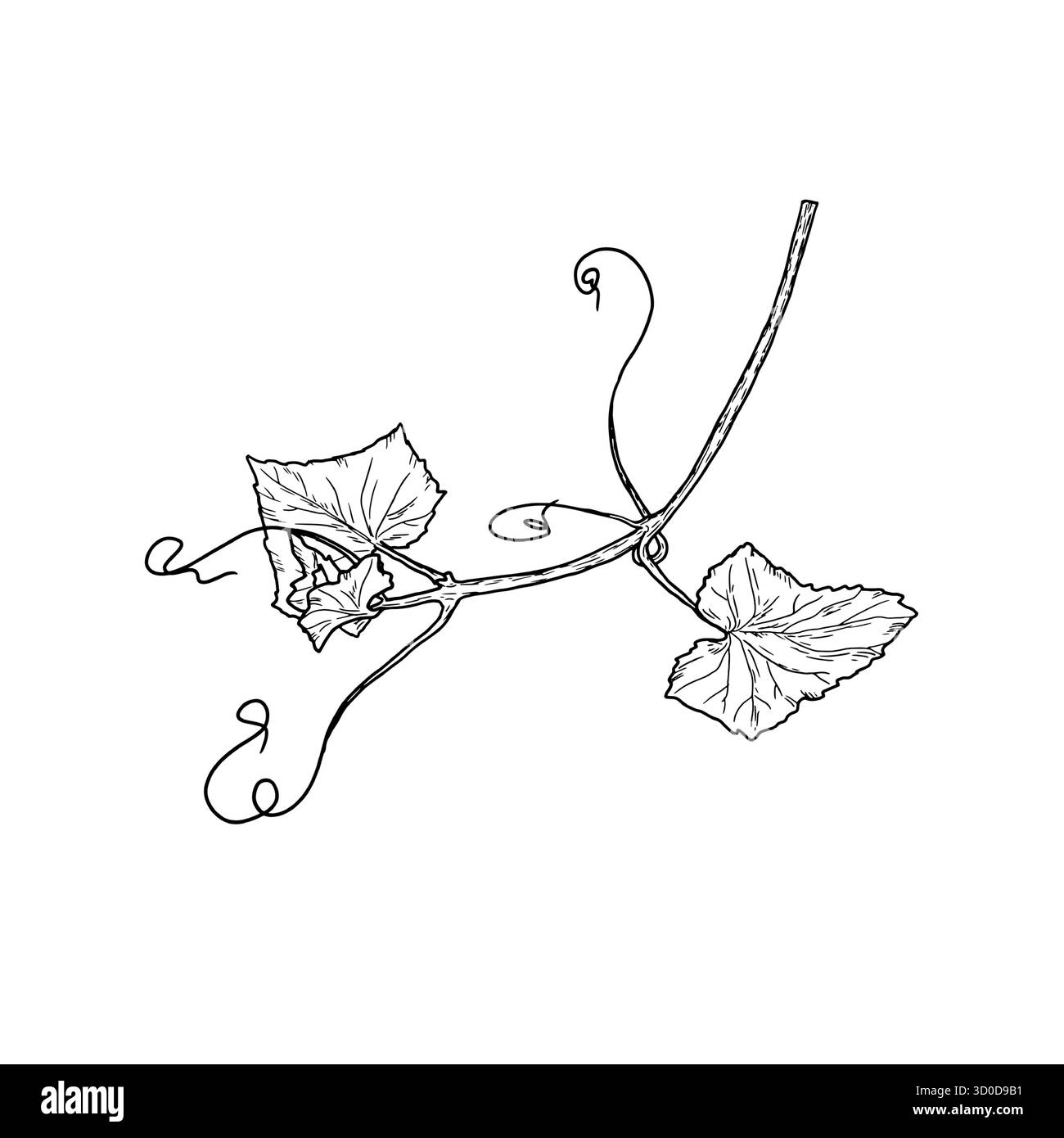 Rametto di uva o cetriolo con foglie e fiori, uno schizzo disegnato a mano. Illustrazione vettoriale. Verdure rustiche fresche, isolate su sfondo bianco Illustrazione Vettoriale