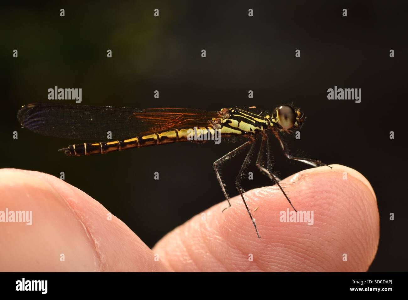 Una gemma dorata di dragonfly appollaiata sulle dita umane. LIbellago lineata. Foto Stock