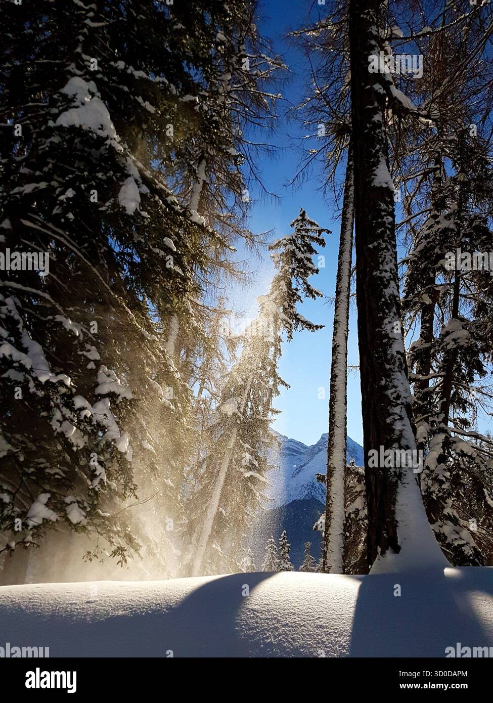 Paesaggio invernale da favola con abeti innevati, cielo azzurro e neve che cade creando un'atmosfera magica Foto Stock