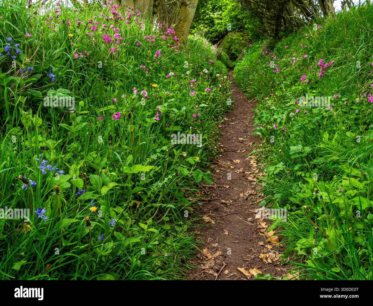 Stretto sentiero boschivo fiancheggiato da fiori selvatici in primavera Foto Stock