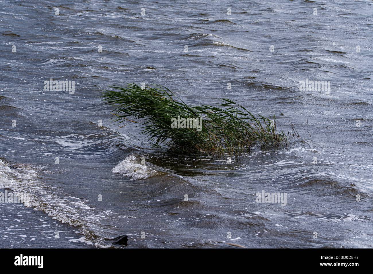 Lago con erba di canna alta Foto Stock