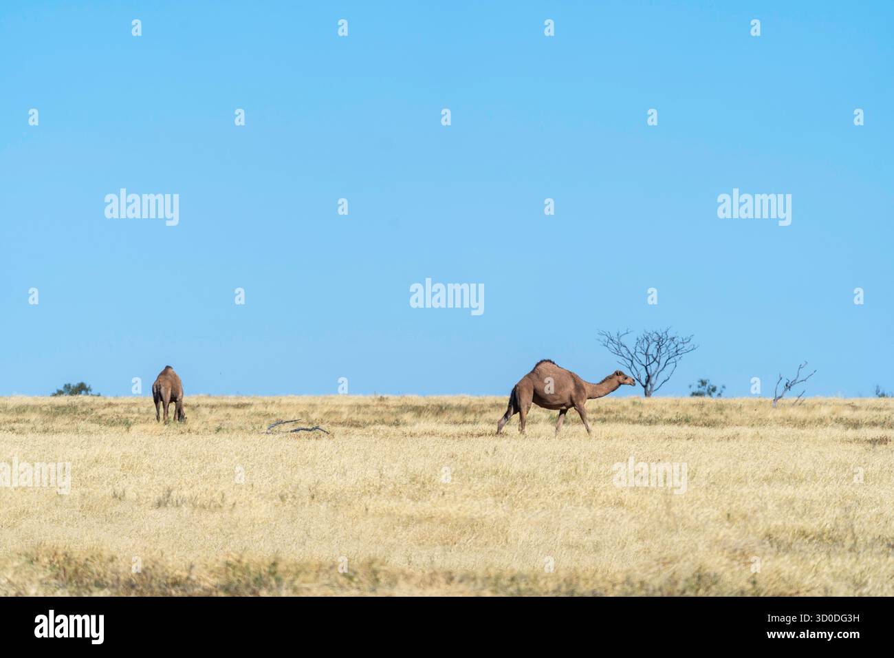 Cammelli selvatici Dromedary (Camelus dromedarius) sulla pianura erbosa di Mitchell vicino a Winton, Queensland Australia Foto Stock