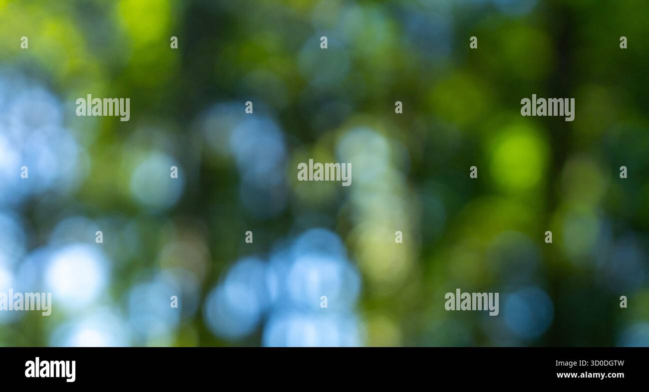 Texture sfocati per un design naturale. Foglie di primavera fresche alla luce del sole. Prato sfocato con vegetazione. Il fogliame lucido riflette la luce solare. Foresta Foto Stock
