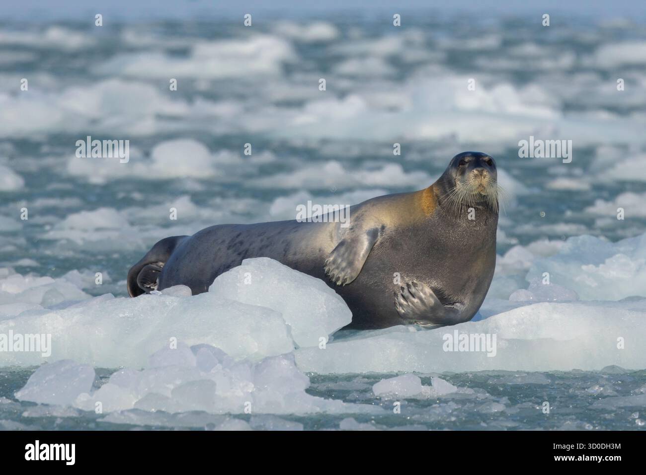 Foca barbuta, Erignathus barbatus, foca adulta su un banchina di ghiaccio, Svalbard, Norvegia Foto Stock
