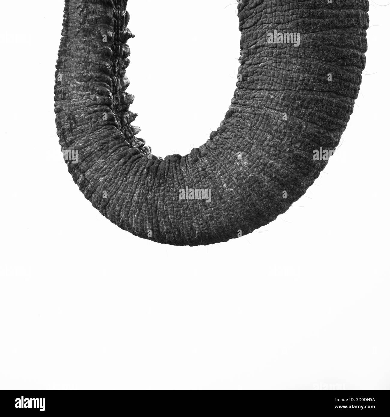 Tronco di elefante africano (Loxodonta africana) primo piano in bianco e nero di dettagli di rughe. Il bagagliaio è arricciato. Parco nazionale di Hwange, Zimbabwe, Africa Foto Stock