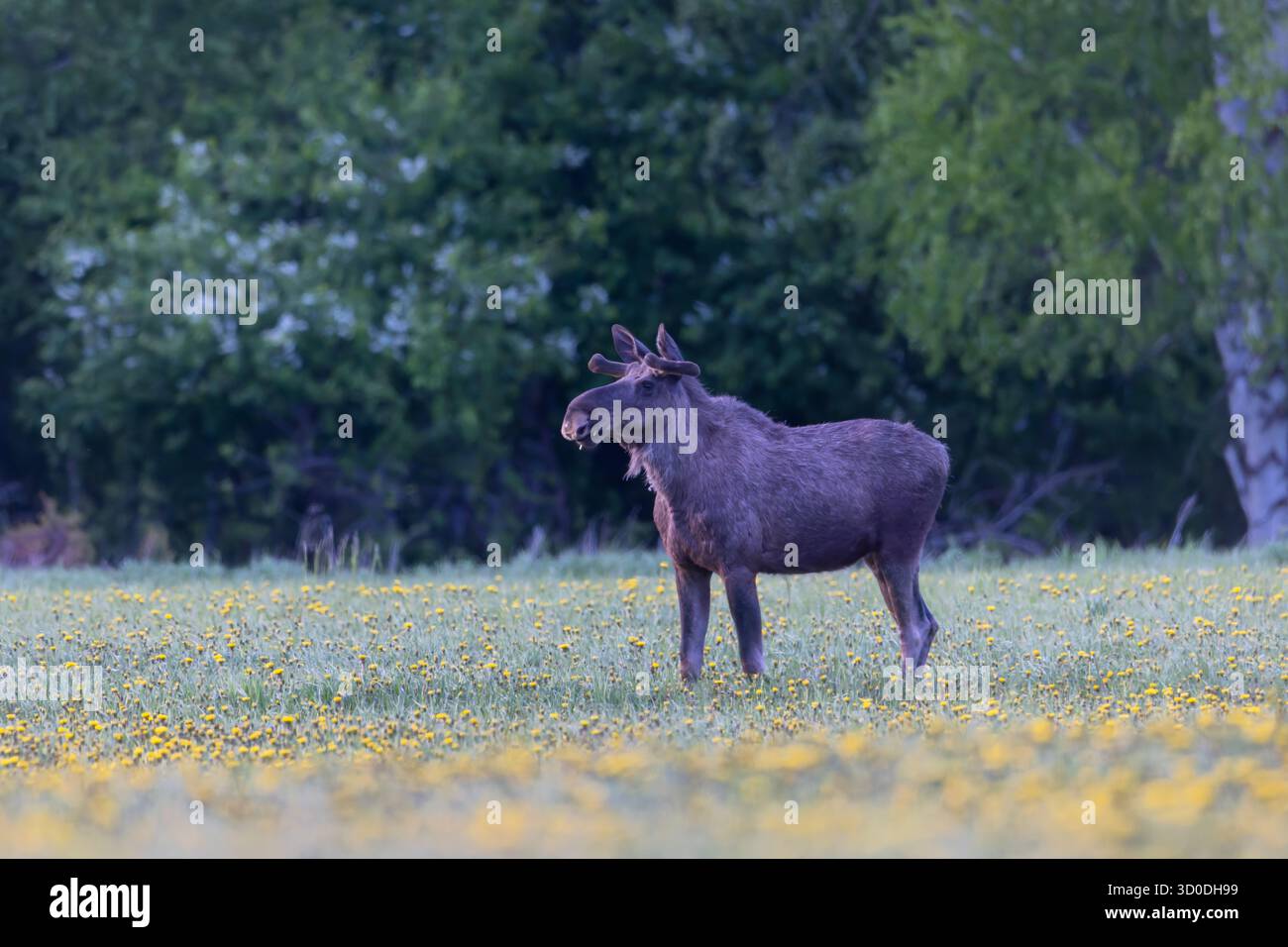 Moose, Alces alces, toro con corna di velluto, estate, Vaermland, Svezia Foto Stock