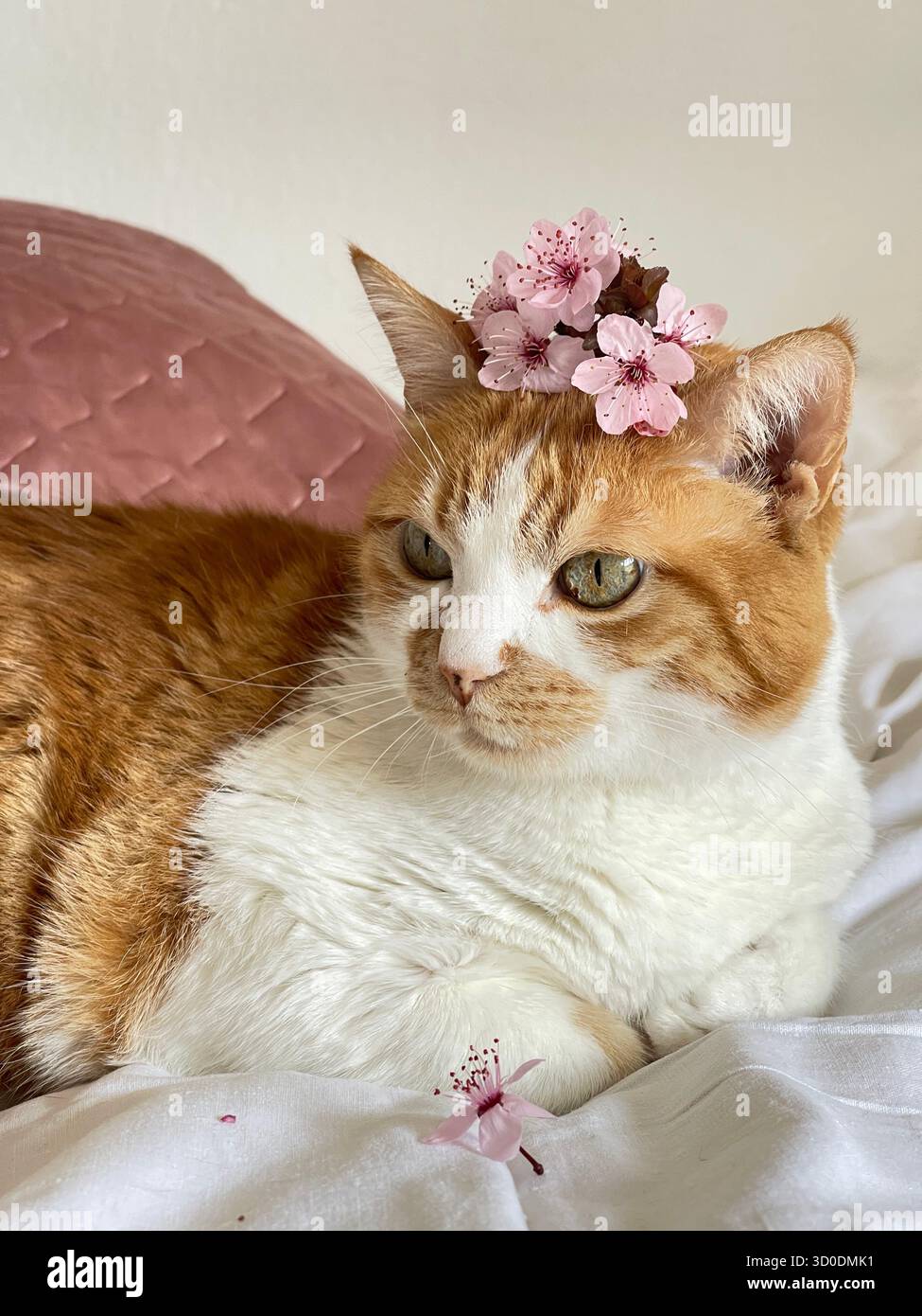 Gatto rosso e bianco in primavera con fiori sulla testa. - Immagine stock catturata con smartphone