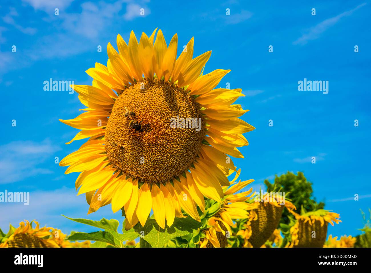 Campo di girasole in fiore con insetti in visita, in Baviera, Germania Foto Stock