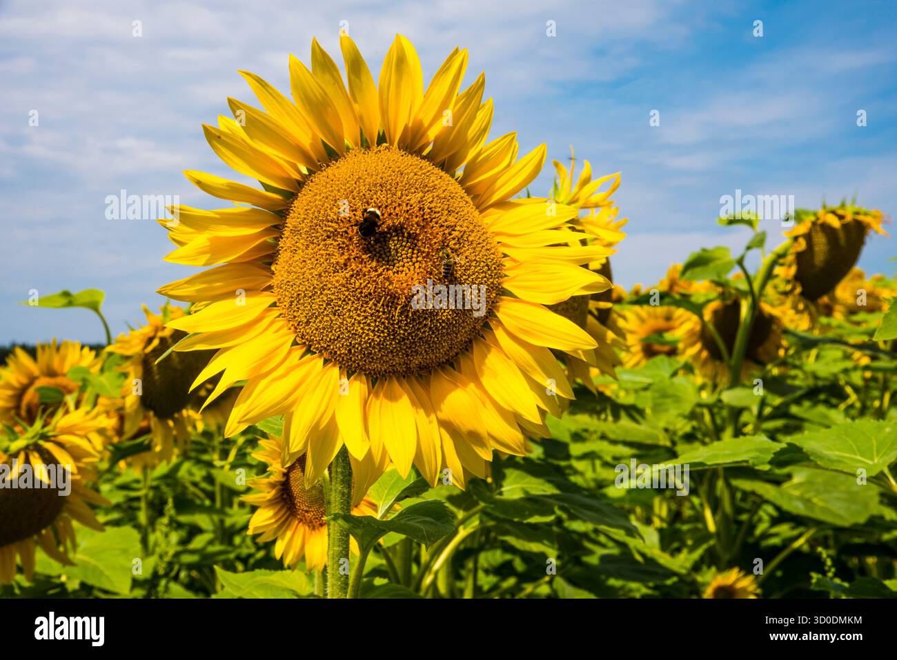 Campo di girasole in fiore, con visita agli insetti, in Baviera, Germania Foto Stock