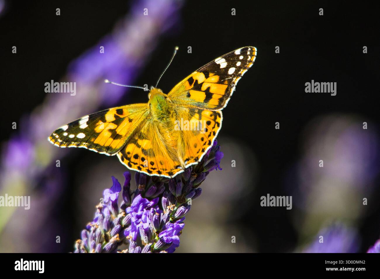 Farfalla dipinta sulla fioritura della lavanda, Baviera, Germania Foto Stock