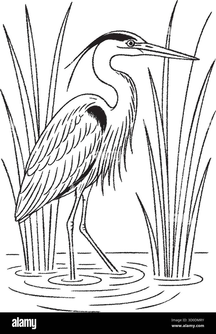 Un alto uccello da guado con collo lungo e becco si erge tra le erbe e le linee d'acqua nel disegno dettagliato Illustrazione Vettoriale