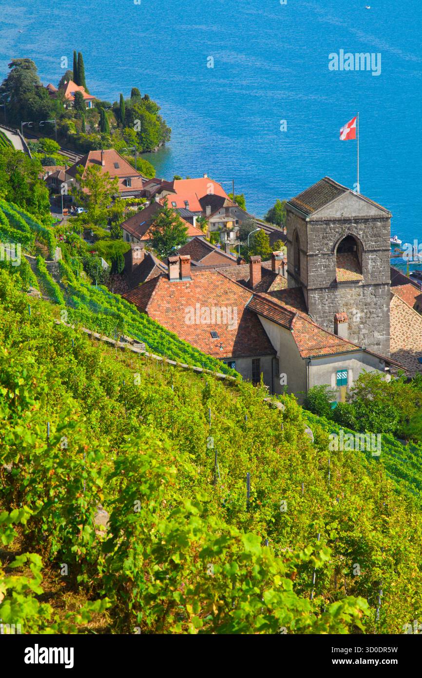Svizzera, Vaud, Lavaux, vigneti, St-Saphorin, villaggio, Foto Stock