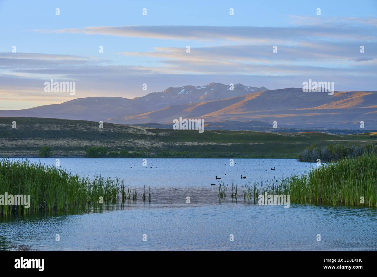 Pittoresco paesaggio marino con canne e anatre in primo piano, montagne e dolci vibrazioni mattutine sullo sfondo, lago McGregor, Tekapo, Canterbury, ecc. Foto Stock