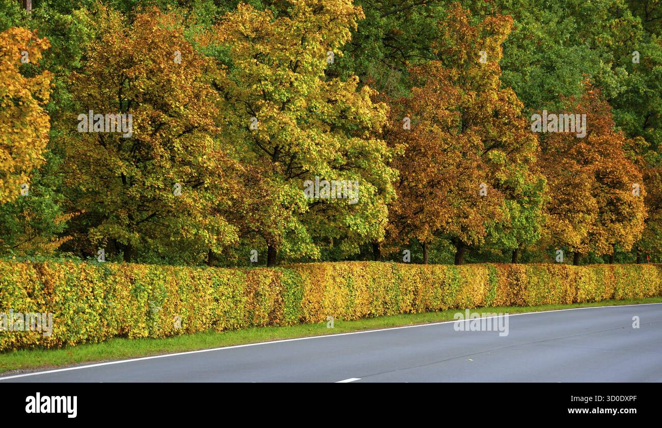 Siepi e alberi nei colori autunnali su una strada statale 2240, Lauf an der Pegnitz, Franconia media, Baviera, Germania Foto Stock