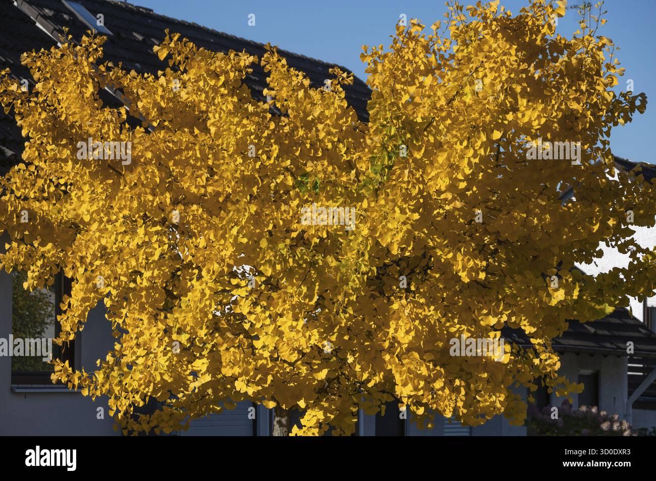 Colore autunnale giallo brillante di un ginkgo o ginko (ginkgo biloba), Eckental, Franconia media, Baviera, Germania Foto Stock