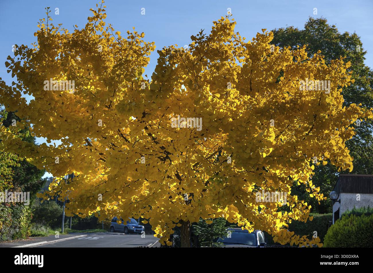 Colore autunnale giallo brillante di un ginkgo o ginko (ginkgo biloba), Eckental, Franconia media, Baviera, Germania Foto Stock