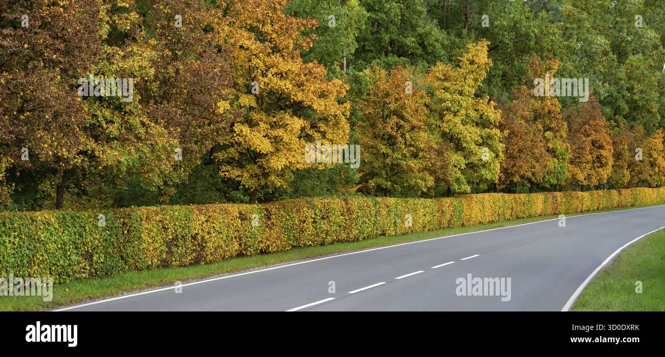 Siepi e alberi nei colori autunnali su una strada statale 2240, Lauf an der Pegnitz, Franconia media, Baviera, Germania Foto Stock