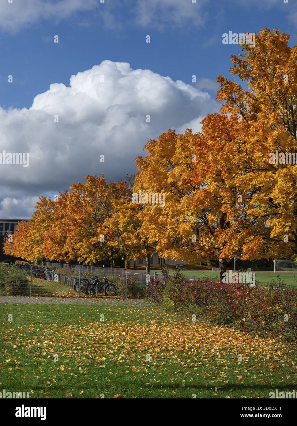 Ahornallee (Acer) nei colori autunnali sul terreno scolastico dell'Eckental Gymnasium, Mittelfranen, Baviera, Germania Foto Stock