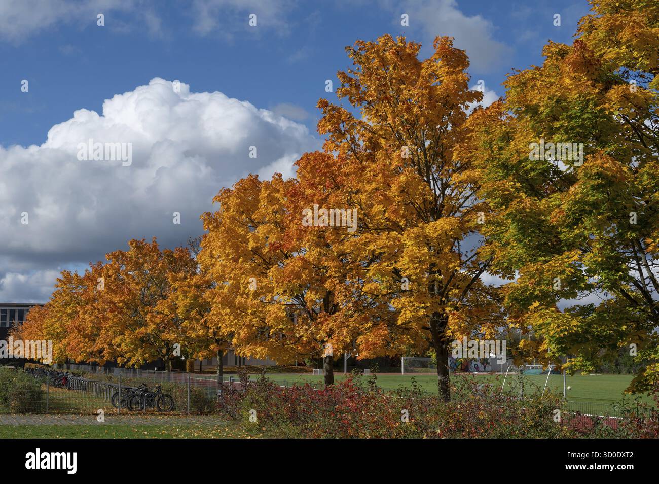 Ahornallee (Acer) nei colori autunnali sul terreno scolastico dell'Eckental Gymnasium, Mittelfranen, Baviera, Germania Foto Stock